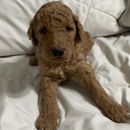 Purple collar - Red  female Goldendoodle puppy in Apple Valley, California from Daisy’s  Doodles11