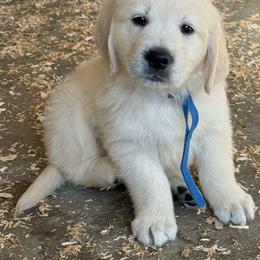 Navy - Light golden male Golden Retriever puppy in Tacoma, Washington from Canyon Meadows Farm