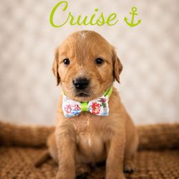 Cruise - Dark golden male Golden Retriever puppy in San Bernardino, California from Thegoldendreams1