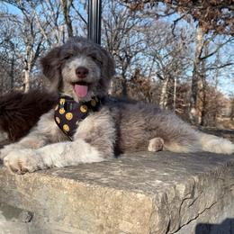 Fern - Brown and white female Aussiedoodle puppy in Buffalo, Illinois from Pear Tree Pups