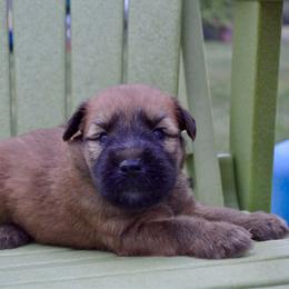 Spruce - Wheaten male Soft Coated Wheaten Terrier puppy in Kirksville, Missouri from Ironwood Ridge Kennels