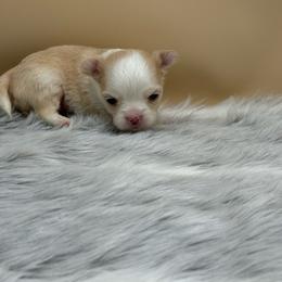 Jimi - Fawn and white male Chihuahua puppy in Lee Center, New York from Alfheim-Andromeda Chihuahua's (A &A's)