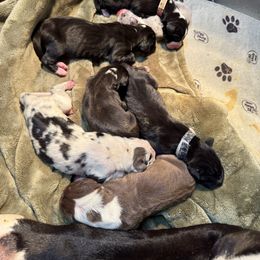 Ozzy - Black male Great Dane puppy in Prairieville, Louisiana from Southern Barron Danes & Dachshunds