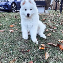Samoyed Puppies from Hill Country Samoyeds