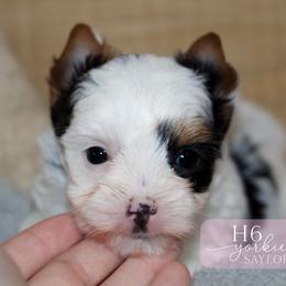Saylor - Parti female Yorkshire Terrier puppy in Austin, Texas from H6 Yorkies
