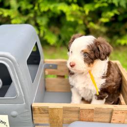 Paris - Brown and white female Aussiedoodle puppy in Dunn, North Carolina from Sandy Creek Kennels