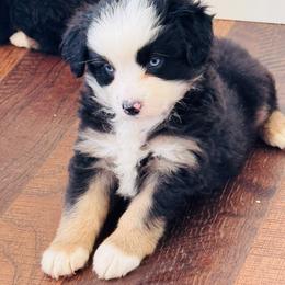 Presley - Black tri female Miniature American Shepherd puppy in Jonesborough, Tennessee from Bouchard’s Best Shepherds