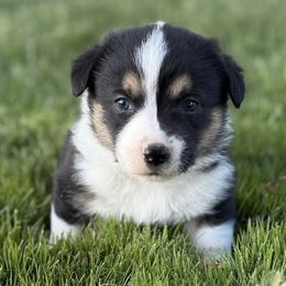 Border Collies and Companion Crosses from Chelsea’s Cowgirl Corgis