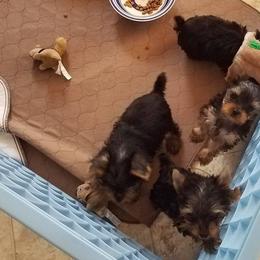 Yorkshire Terrier Puppies from Lisa Bridgewater