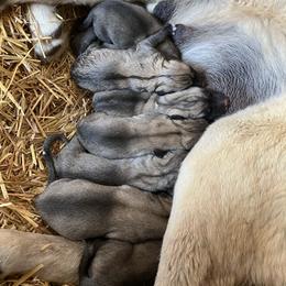 Boy 1 - Fawn male Anatolian Shepherd Dog puppy in Fort Collins, Colorado from Wanyama Ranch Anatolians