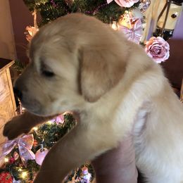 Labrador Retriever Puppies from Nosterfields Labradors