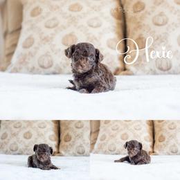Hexie - Phantom female Goldendoodle puppy in Woodruff, South Carolina from Crooked Creek Doodles and Poodles
