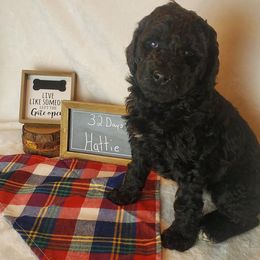 Poodle Puppies from Poo La La Poodles