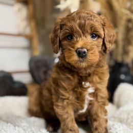 Leo 11-15lbs - Goldendoodle puppy from Jessica's Maltipoo and Goldendoodle