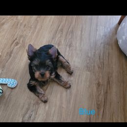Yorkshire Terrier Puppies from Cantlon Yorkshire Terriers