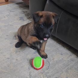 Belgian Malinois Puppies from Love Belgian Malinois