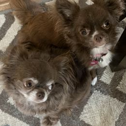Chihuahuas from KG Blue Chihuahua