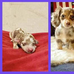 Dachshund Puppies from Always Faithful Dachshunds