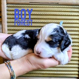 Forest - Tri-color male Bernedoodle puppy in Cambridge, Minnesota from Country Meadow Doodles
