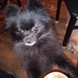 Midnight - Pomeranian