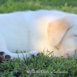 Labrador Retriever Puppies from BellaVista Labradors LLC