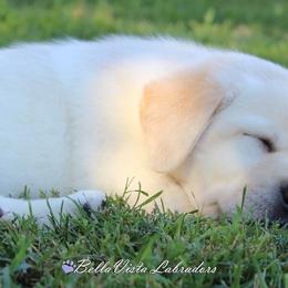 Labrador Retriever Puppies from BellaVista Labradors LLC