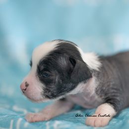 Chinese Crested Puppies from Qilin Chinese Crested