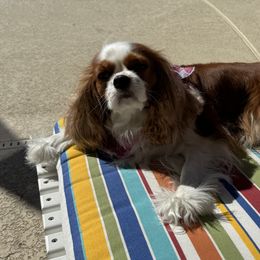 Cavalier King Charles Spaniels from Wilburn Cavalier King Charles