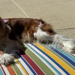 Cavalier King Charles Spaniels from Wilburn Cavalier King Charles