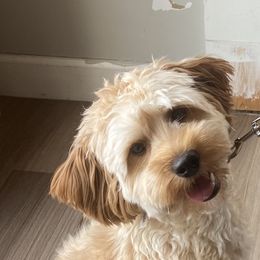 Goldendoodle Puppies from Masondixondoodles