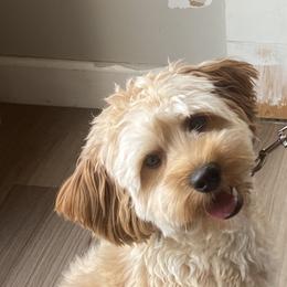 Goldendoodle Puppies from Masondixondoodles