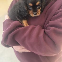 Cavalier King Charles Spaniel Puppies from Willow Creek Cavaliers