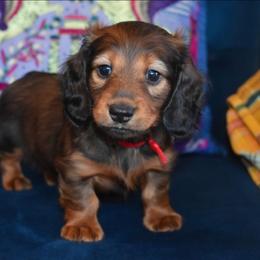 Red - Red male Dachshund puppy in Georgetown, Texas from TopShelf Dachshunds