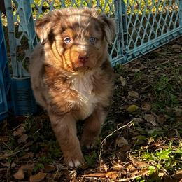 Boy 1 - Red merle male Australian Shepherd puppy in Lakeland, Florida from Infinite Aussies