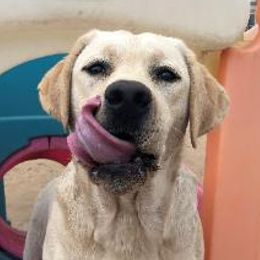 Labrador Retrievers from Cedar Ranch Labrador Retrievers