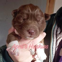 Pink collar girl - Red and white female Siberian Husky puppy in Terre Haute, Indiana from April's Huskies