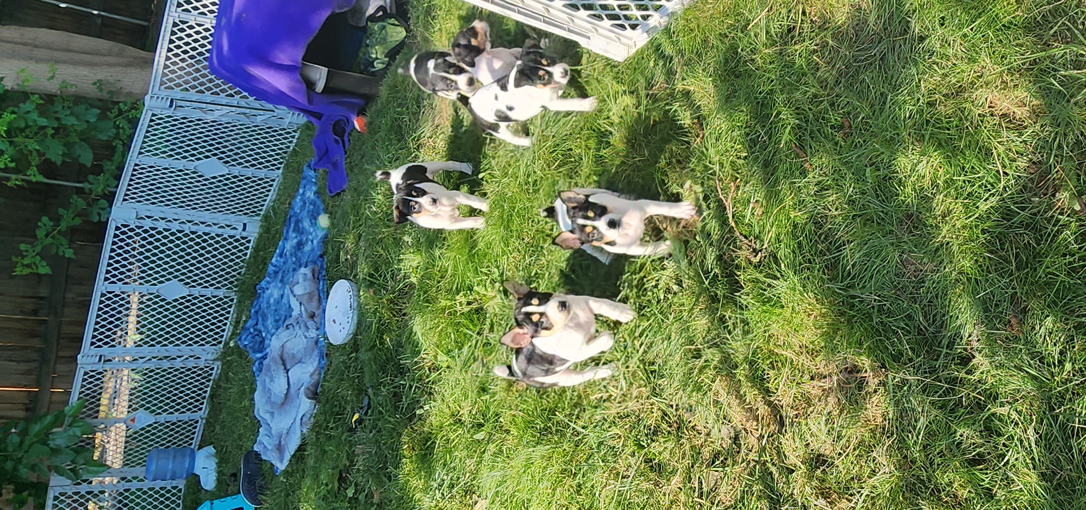 Rat Terrier Puppies from KIMBERLEE NILES