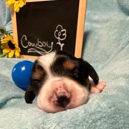 Cowboy - Piebald male Dachshund puppy in Oscoda, Michigan from Northland Dachshunds