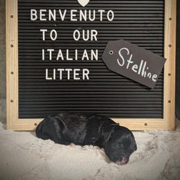 Stelline - Black female Sheepadoodle puppy in Berwick, Pennsylvania from Wright’s Wiggle Butts