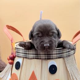 Light pink - Chocolate female Labrador Retriever puppy in Heath Springs, South Carolina from Rich Hill Retrievers