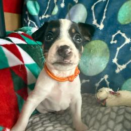 Copper - Black white and tan male Rat Terrier puppy in Molalla, Oregon from The Puppy Patch Rat Terriers