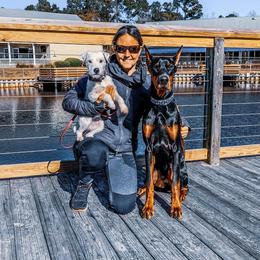 Doberman Pinscher Puppies from Imperium Dobermann Kennel