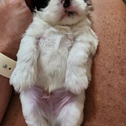 Shih Tzu Puppies from Keepin' it X-tra Shih-Tzu