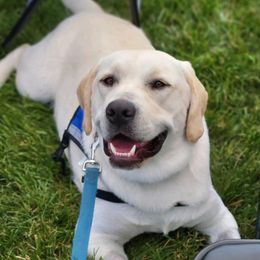 Labradoodles and Labrador Retrievers from Heeling House