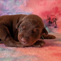 Male 3 - Green Collar - Red and rust male Doberman Pinscher puppy in Spencer, Indiana from Jackson's Dobermans