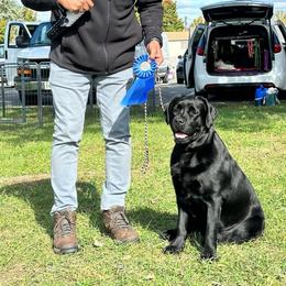 Dumpling - Labrador Retriever
