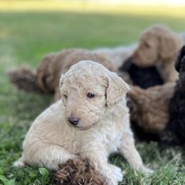 Goldendoodles and Poodles from Desert Doodles + Poodles