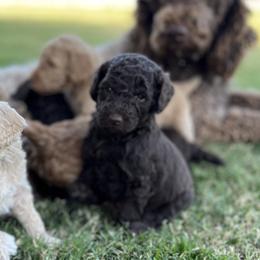 Goldendoodles and Poodles from Desert Doodles + Poodles