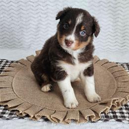Riley - Red tri-color female Australian Shepherd puppy in Mountain Grove, Missouri from K Bar H Farms