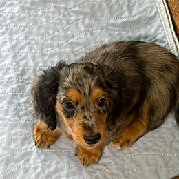 Boy 1 - Dapple male Dachshund puppy in Cumby, Texas from Dog Daze Ranch